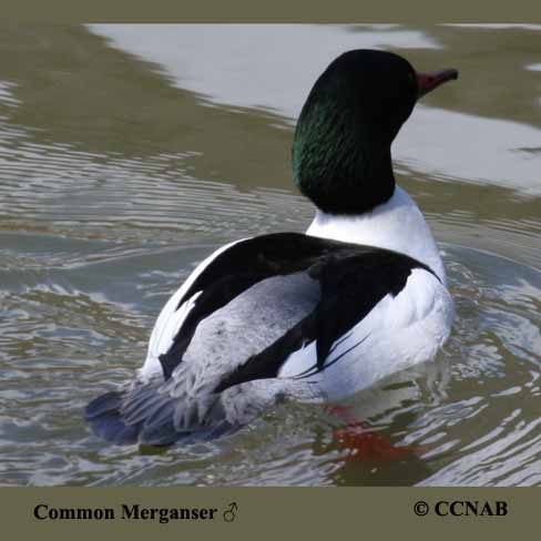 Birds of North America