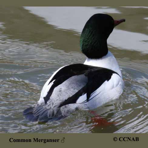 Common Merganser