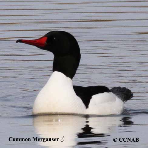 Common Merganser