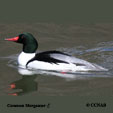 Common Merganser range map