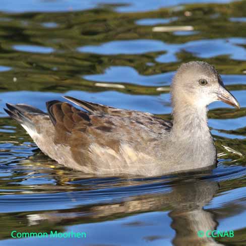 Common Moorhen