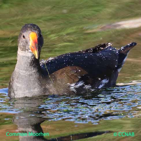 Common Moorhen