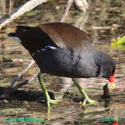 Common Moorhen