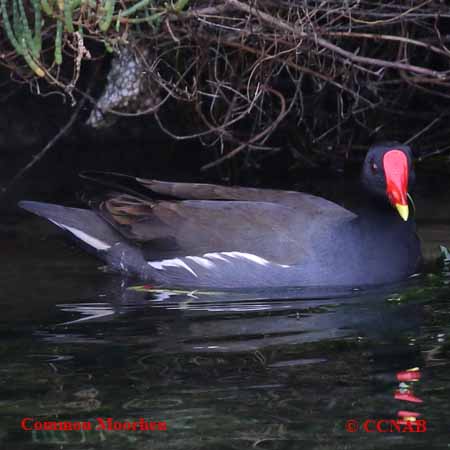 Common Moorhen