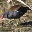 Common Moorhen range map