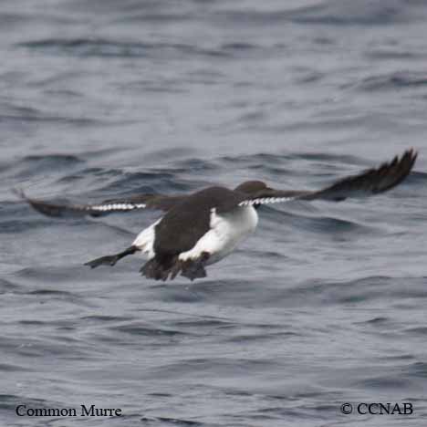 Common Murre