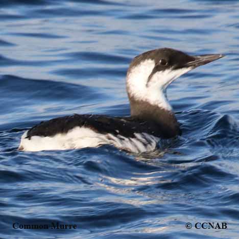 Common Murre