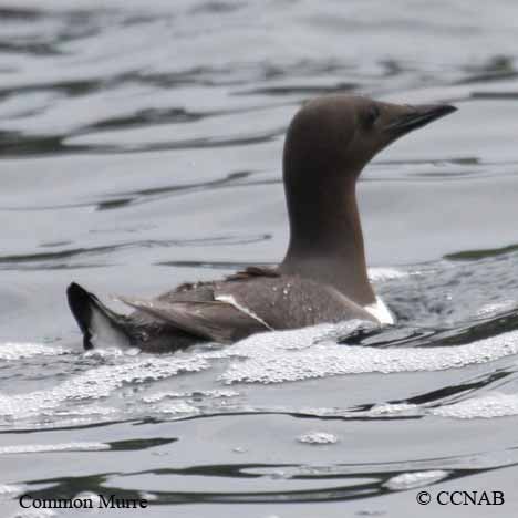 murres.