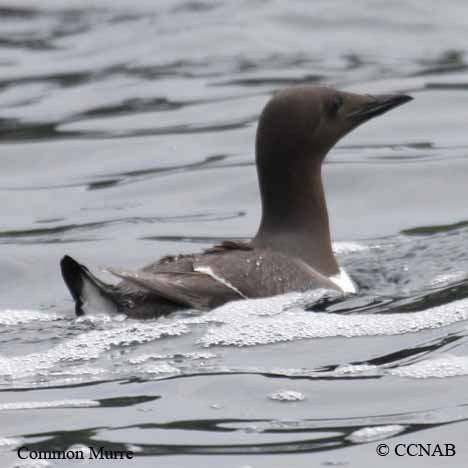 Common Murre