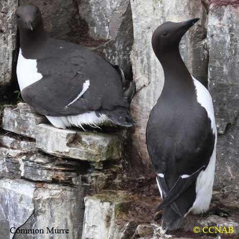 Birds of North America