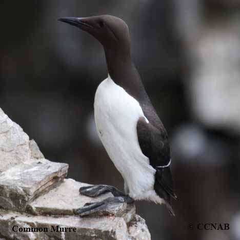 Common Murre