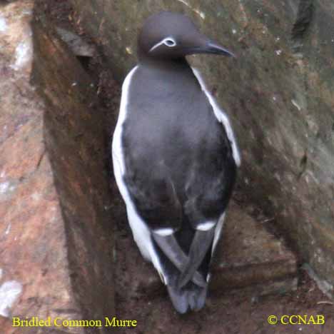 Common Murre (Bridled)