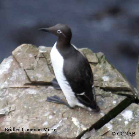 Common Murre (Bridled)