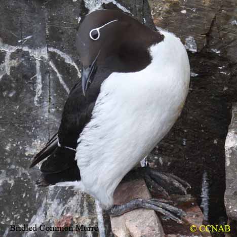 Common Murre (Bridled)