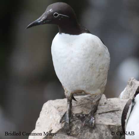 Common Murre (Bridled)