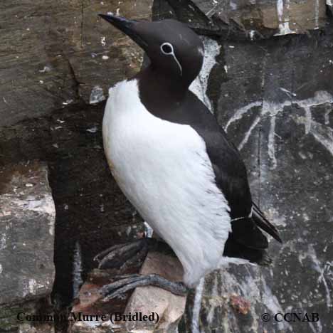 Birds of North America