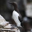 Common Murre range map