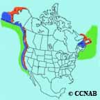 Common Murre range map