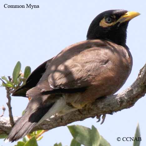 Common Myna