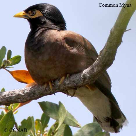 Common Myna