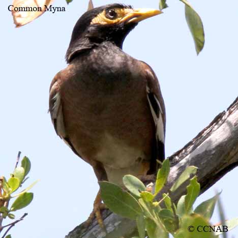 Common Myna