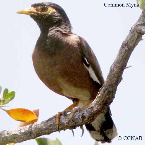 Birds of North America