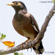 Common Myna range map