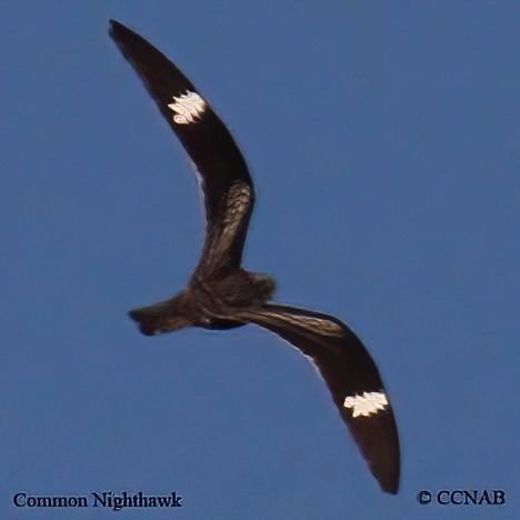 Common Nighthawk