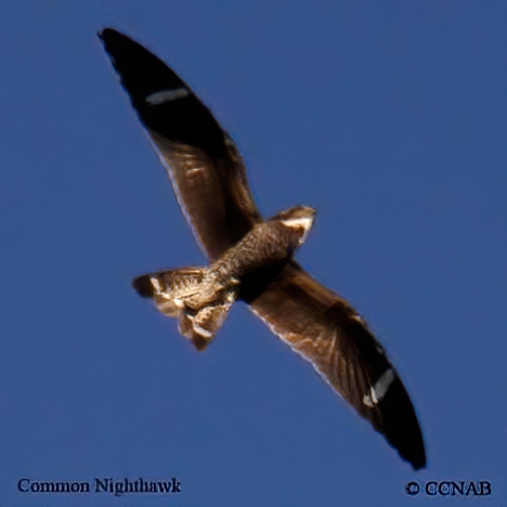 Common Nighthawk