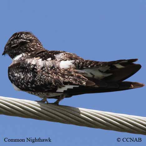 Common Nighthawk