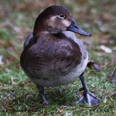 Common Pochard