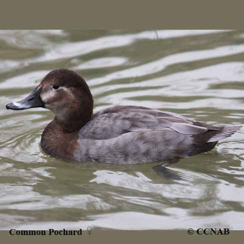 Common Pochard