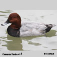 Common Pochard