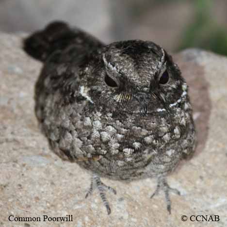 Birds of North America