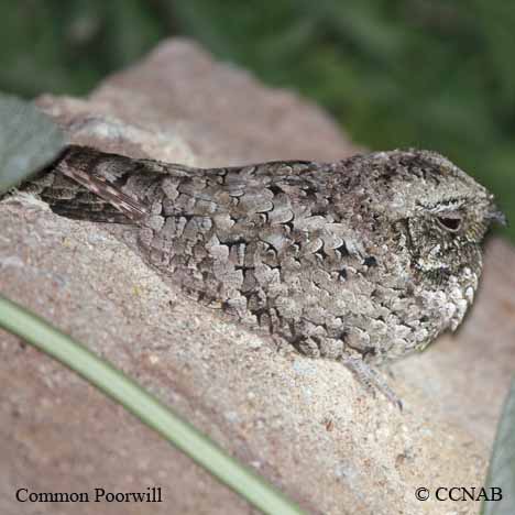 Poorwill