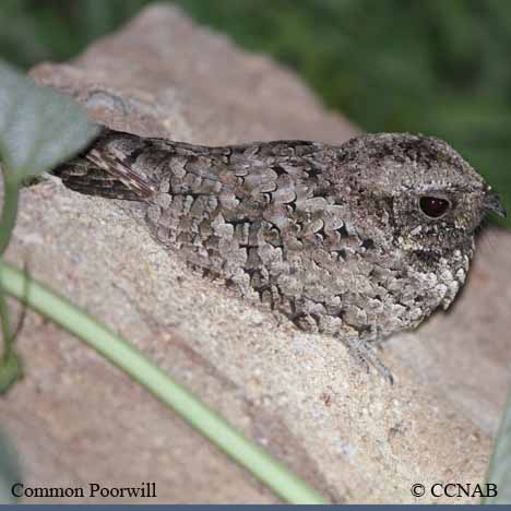 Poorwill