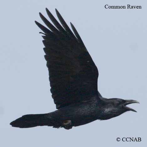 Common Raven