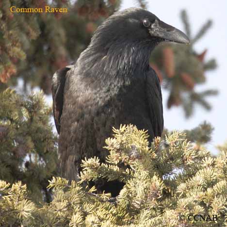 Common Raven