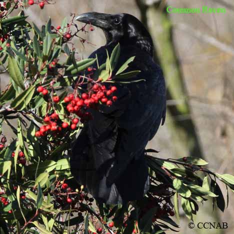 Common Raven