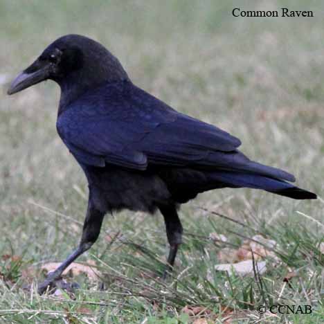 Common Raven