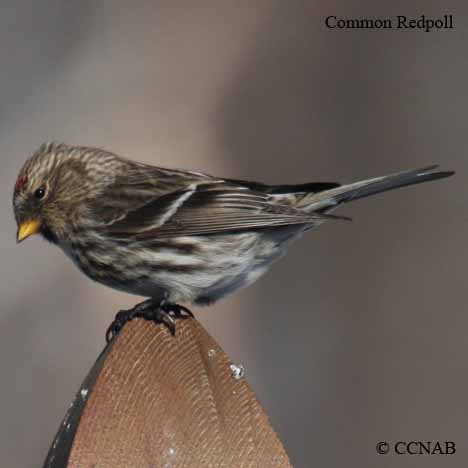 Common Redpoll