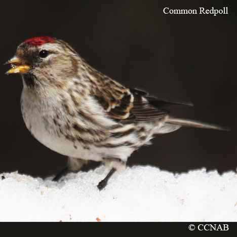 Common Redpoll