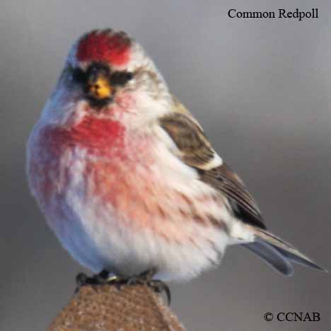 Common Redpoll