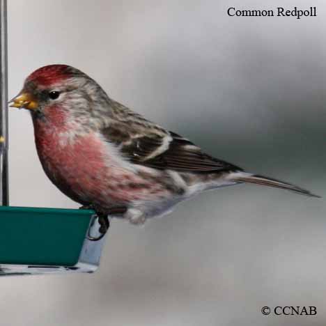 Common Redpoll