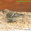 Common Redpoll (Greenland) range map