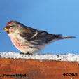 Common Redpoll songs and calls