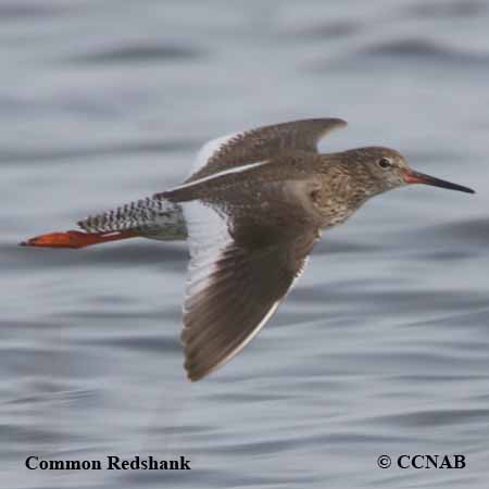 Common Redshank