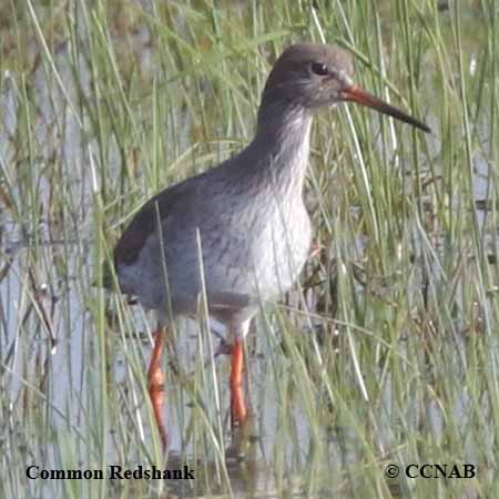 Birds of North America