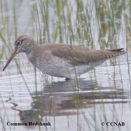 Common Redshank