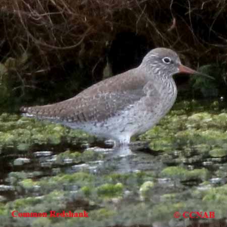 Common Redshank